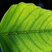 Sustainability and Thinking Green
