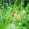 Microsoft Windows (PC User)