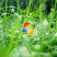 Microsoft Windows (PC User)