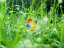 Microsoft Windows (PC User)