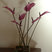 Ikebana