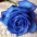 shailesh_goldmohar