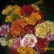 rehana6