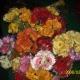 rehana6