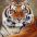 vinoth_kumar